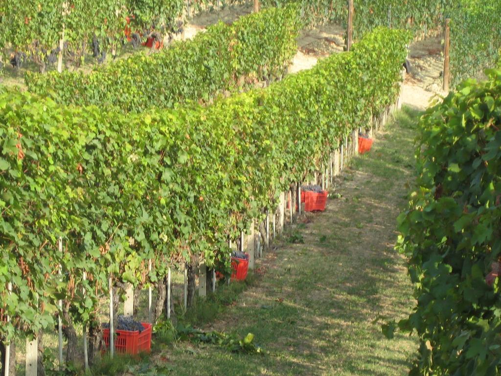 Agriturismo Il Ciabot Barolo Exterior foto