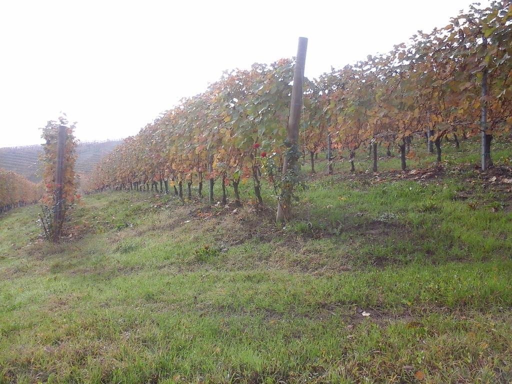 Agriturismo Il Ciabot Barolo Exterior foto
